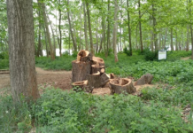 Harkályetető készül a tanösvényen