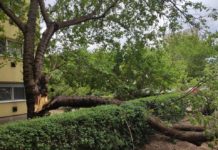 Lezuhant egy széthasadó fa a Kiserdő utcában – a főkertész munkában