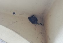 Jön a szúnyoggyérítés Dunakeszin