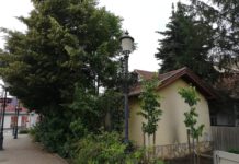 Pótolták a kidőlt növényeket a főtérnél