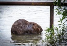 Castor nyert, de a Hód is sok voksot kapott
