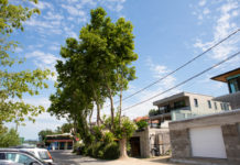 Veszélyben lehet 4 ősi platánfa a Duna-parton