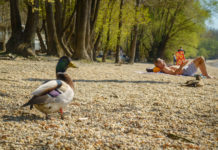 A lista élén ajánlották a dunakeszi strandot