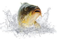 Betörtek a dunakeszi halőrházba