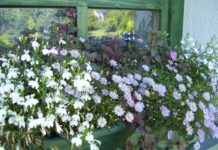 Indul a “Zöld balkon” verseny