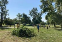 A főkertész az életveszély elhárításáról beszél