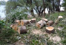 Hasznosulnak a Duna-parton kidőlt fák