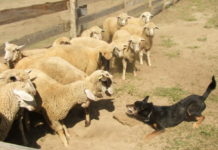 Birka úr, lenne szíves beállni a sorba?