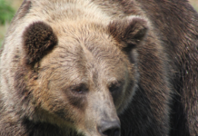 Dunakeszi jegyzőjének kulcsszerepe lehet a Medveotthonnál