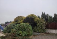 Hozzányúlnak a fákhoz a csatorna érdekében