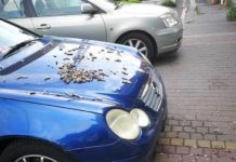 Csikkekkel borítottak be egy autót Dunakeszin