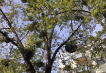 Hétfőn kivágnak 5 beteg fát, figyeljen a parkolásra!