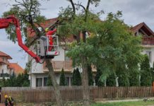 Megnyírták a fákat a Repülőtéri úton