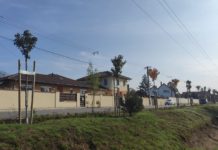 Eltávolítják az egyik háztulajdonos köztérre ültetett fáját Dunakeszin