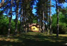 Juhász Terézia készítette a legszebb fotót a tavaszi Dunakesziről