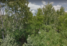 Itt a hivatalos állásfoglalás az M0-nál történt erdőirtásról