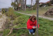 102 fát ültettek ki a viharvert Duna-partra