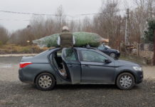 Megnéztük a dunakeszi karácsonyfaárakat