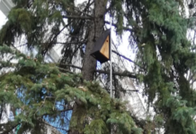 Új madárodúk a Bárdos iskola udvarán