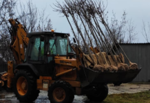 Megjöttek a fák, amelyeket a dunakesziek háza elé ültetnek
