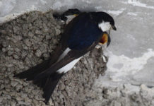 Legyen saját fecskefészke – indul a dunakeszi fecskeváró program