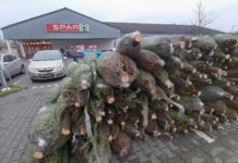 Január 6-ától bonthatók a karácsonyfák