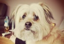 A csoki és a többiek, avagy mit nem ehet a kutya karácsonykor