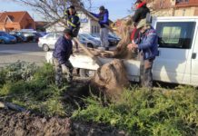 Egész délelőtt fákat ültettek a főtéren