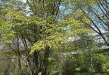 Hatalmas fásítási akció indul holnap Dunakeszin