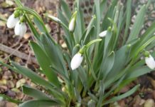 Már nyílnak a kertekben a dunakeszi hóvirágok