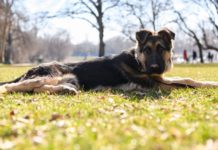 Január 31-én is lesz rendőrségi kutyakiválasztás Dunakeszin