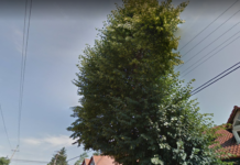 Elkezdték a villanyvezetékek miatt gallyazni a fákat