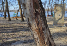 35 beteg fát vágnak ki a strandnál