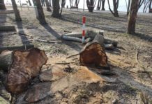 Sivított a fűrész, ápolták a fákat, komoly kertészeti munkák a városban