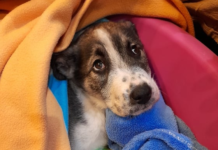 Kiskutyákat mentettek a dunakeszi állatvédők