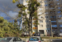 Muszáj kivágni ezt a két fát a szakember szerint