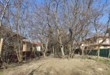 Megmetszik az elvadult alagligeti erdősávot