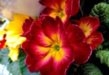 Hazavihetik a dunakesziek a parkrendezésből a kankalinokat