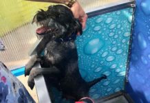 Kutyamosó Dunakeszin? Szavazzon, hogy kell-e nekünk ilyesmi!