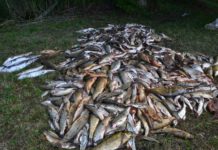 Súlyos szennyzezésről írnak Szlovákiában, a Duna egyik mellékfolyójáról van szó