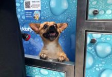 A Post olvasói az ebek pártján, támogatják az önkiszolgáló kutyamosót