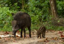 Vaddisznót láttak Dunakeszi közelében