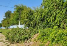 Villám csapott a körforgalomnál lévő fába, az éjjeli vihar következményei