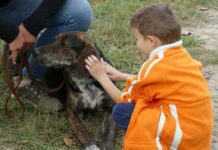 Újra a kutyákról szól majd minden a Katonadombon * Frissítés, az eső miatt elmarad