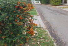 Eddig kérhetett idén fát az önkormányzattól a háza elé, itt a fatelepítési mérleg