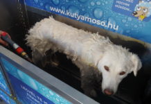 Megnyílt a kutyamosó, amelyet a Post olvasói szavaztak meg