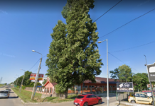 Útlezárás lesz fakivágás miatt a jövő héten