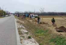 Újra megpróbálják fásítani az alagligeti óvoda környékét