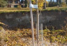 Hódok támadása, védőhálót kapnak a Duna-partra telepített fák