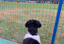 Az ország leghíresebb kutyája nézte meg a dunakeszi focisták meccsét